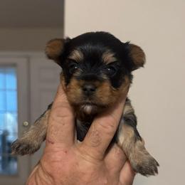Tiny traditional girl - Blue and gold female Yorkshire Terrier puppy in Milton, Florida from Sassenach Yorkie Kennels