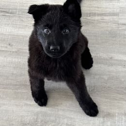 German Shepherd Puppies from Haus des Schutzes
