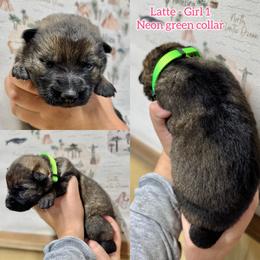 Latte - Girl 1 - Sable female German Shepherd puppy in Oakley, California from Von Guadachi German Shepherds & Audacity Border Collies