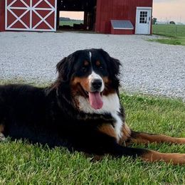 Bernese Mountain Dogs from Mom's B & B