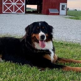 Bernese Mountain Dogs from Mom's B & B