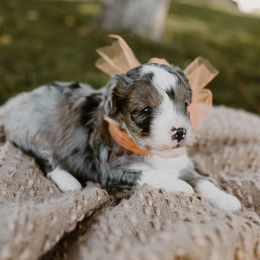 Orange - Blue merle male Aussiedoodle puppy in Plain City, Utah from Myers Desert Doodles