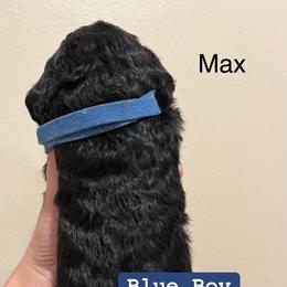 Poodle Puppies from Semmy’s standard Poodle