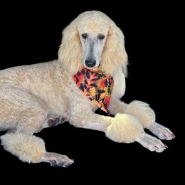 Maggie - Poodle