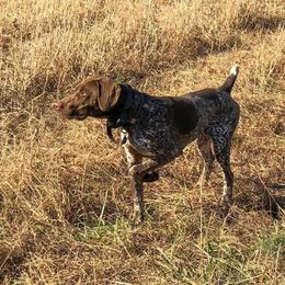 Drei - German Shorthaired Pointer