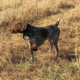 Drei - German Shorthaired Pointer