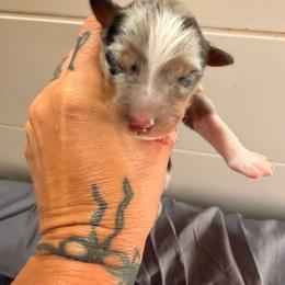 Ranier - Blue merle male Miniature Australian Shepherd puppy in Macomb, Missouri from Show Me MO Aussies