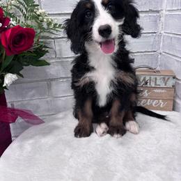 Maple - Tri-color female Bernedoodle puppy in Jacksonville, Florida from Star of the Sea Doodles