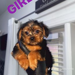Girl 2 - Chocolate and tan female Yorkshire Terrier puppy in Virginia from KINGZ KENNEL