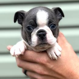 Pikachu - Blue male Boston Terrier puppy in West Jefferson, Ohio from Kline Kennels