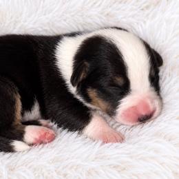 Oakley - Black and white female Cardigan Welsh Corgi puppy in Kerens, West Virginia from Leather & Lace