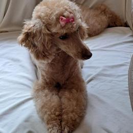 Shiann's Born to Fly - Poodle