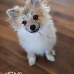 Tommy Boy - Cream sable male Pomeranian puppy in El Centro, California from BabyBooPoms