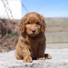 Green - Caramel red male Australian Labradoodle puppy in Williamstown, New York from Lewis Manor Labradoodles