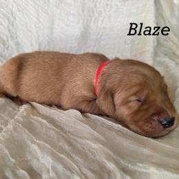 Blaze - Dark golden male Golden Retriever puppy in Fruitland, Idaho from Bethel Retrievers