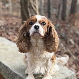 Rose - Cavalier King Charles Spaniel
