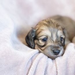 Havarti - Cream female Dachshund puppy in Boswell, Indiana from Golden Moose Homestead