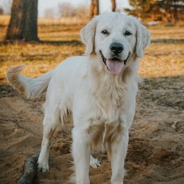 Mac - Golden Retriever
