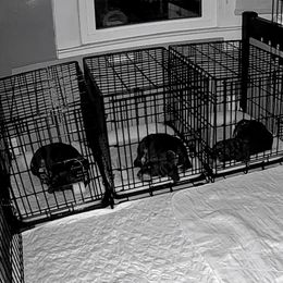 Black and Tan Coonhound Puppies from Summitt Black and Tans