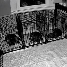 Black and Tan Coonhound Puppies from Summitt Black and Tans