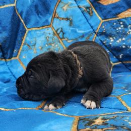 Brown Collar aka Solomon Reed - Black male Cane Corso puppy in Houston, Texas from Zenith Cane Corso