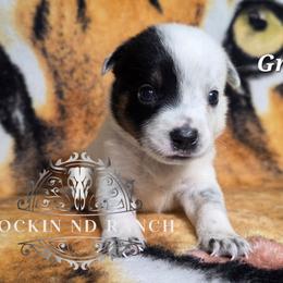 Grape - Blue male Australian Cattle Dog puppy in Silsbee, Texas from Rockin ND Ranch