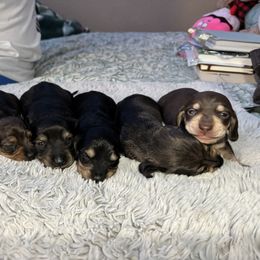 Dachshund Puppies from Once Upon a Mini Dachshund
