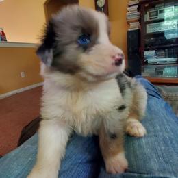 Doc - Blue merle male Australian Shepherd puppy in Rossville, Tennessee from GoodSprings Aussies
