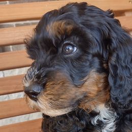 Bernedoodles, Goldendoodles, and Poodles from Donnasdoodlebugs