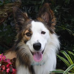 Border Collies from EbbnFlow Border Collies