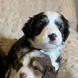 Aussiedoodle Puppies from North Idaho Miniature Aussiedoodles