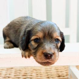 Magnolia - Cream female Dachshund puppy in Sylvania, Alabama from Yancey’s Doxies