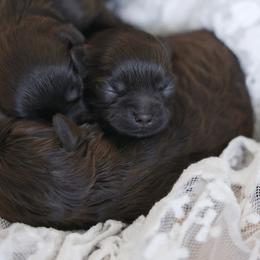 Shihpoo Puppies from The Teddybear Shihpoo