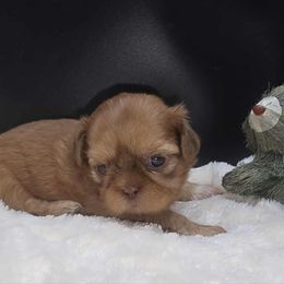 Autumn - Liver female Shih Tzu puppy in Monterey, Tennessee from Mountain Laurel Shihtzu