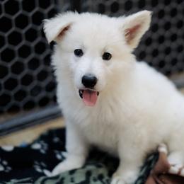 Berger Blanc Suisse Puppies from Moonlight Berger Blanc Suisses