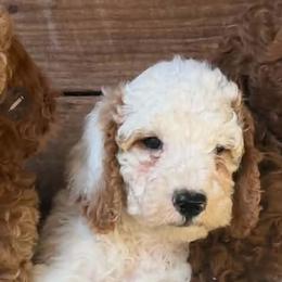 Harbor (Maroon boy) - White male Poodle puppy in Griswold, Connecticut from Flatrock Kennels of CT