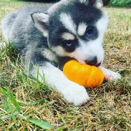 Pomsky Puppies from Periwinkle Pomskies