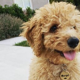 Assorted Doodle Crosses and Goldendoodles from Ettie's Doodles