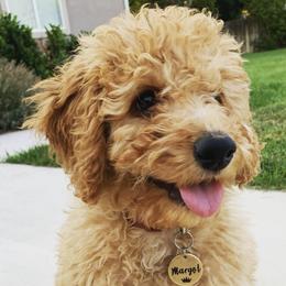 Assorted Doodle Crosses and Goldendoodles from Ettie's Doodles