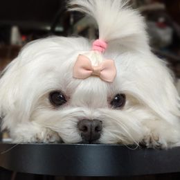 Luna - Maltese
