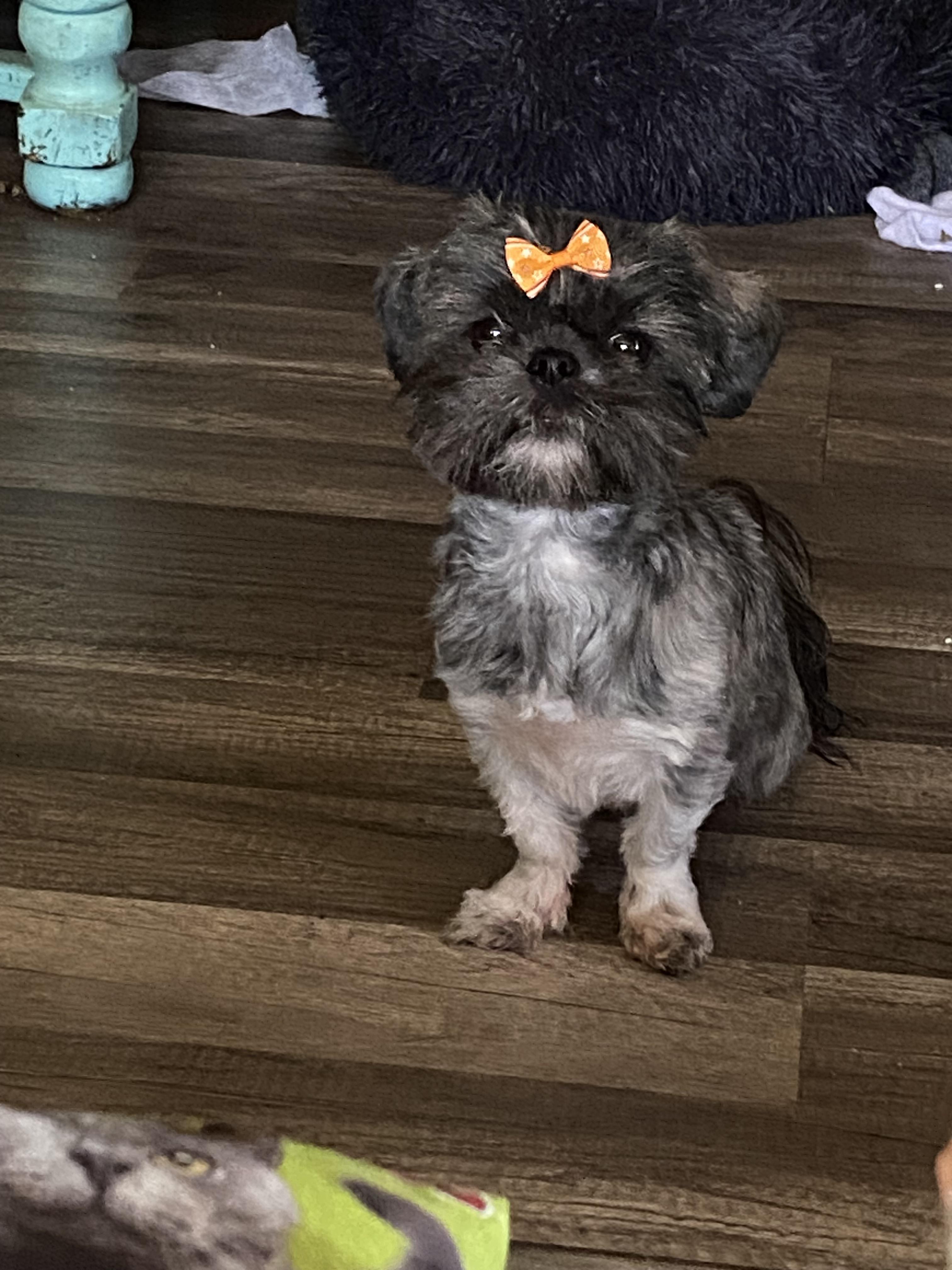Beulah or booby