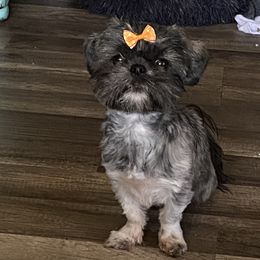 Beulah or booby - Shih Tzu
