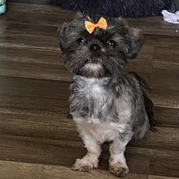 Beulah or booby - Shih Tzu