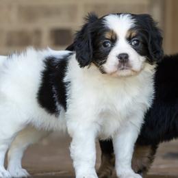 Rumor (Cavalon) - White female Companion Cross puppy in Boardman, Ohio from Taliaferro Kennel