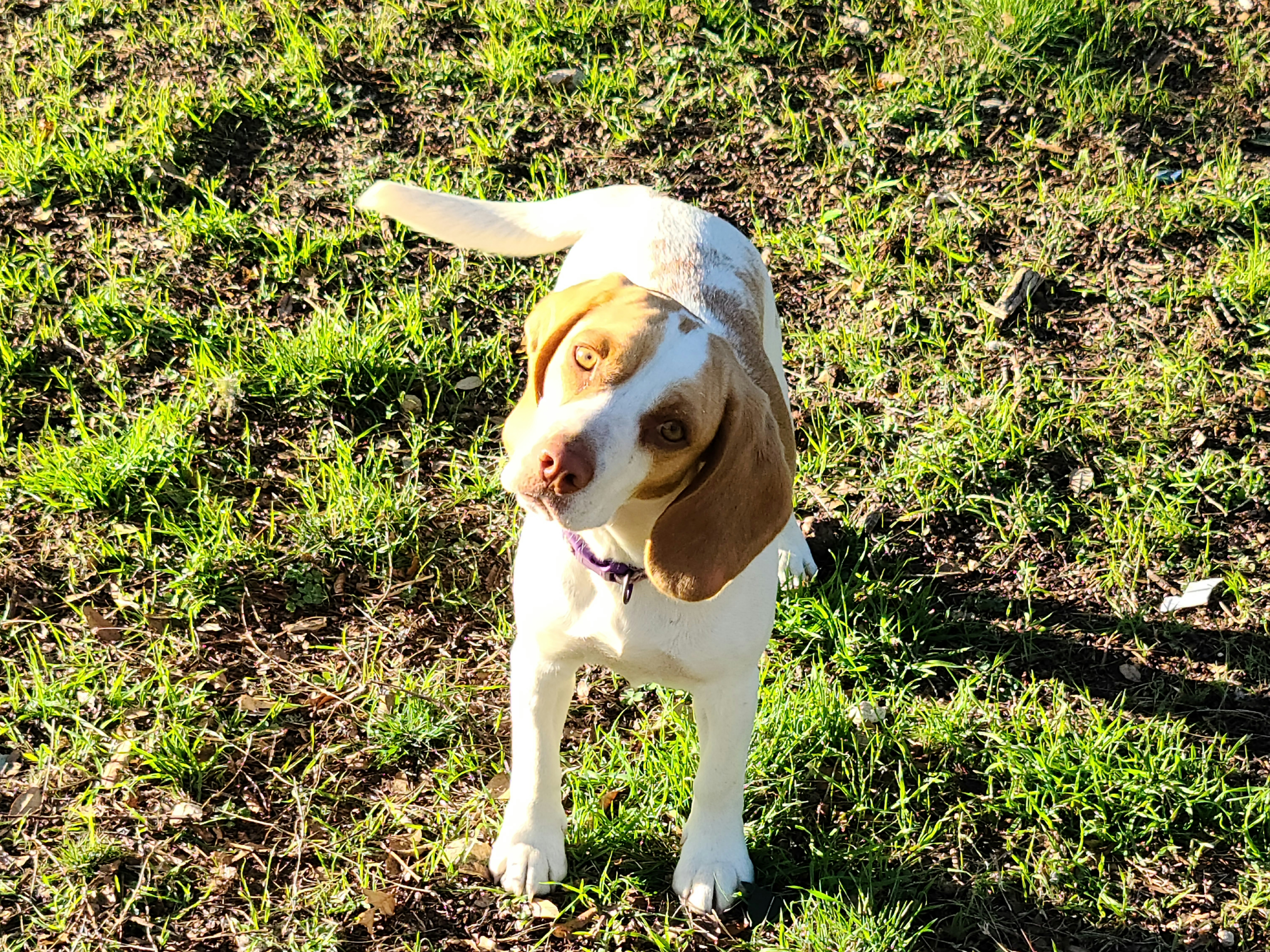 Luna - Beagle