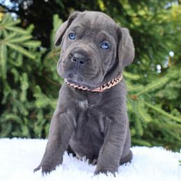 Luna - Gray female Cane Corso puppy in Seattle, Washington from Grande Kennels