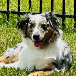 Ava - Australian Shepherd