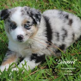 Australian Shepherd, Miniature American Shepherd, Miniature Australian Shepherd, and Toy Australian Shepherd Puppies from TK Standard, Mini, & Toy Aussies