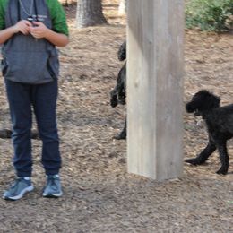 Poodle Puppies from Simply Standard Poodles