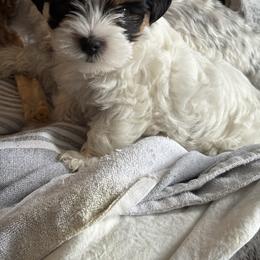 Yorkshire Terrier puppies from Dallas Parti Yorkies